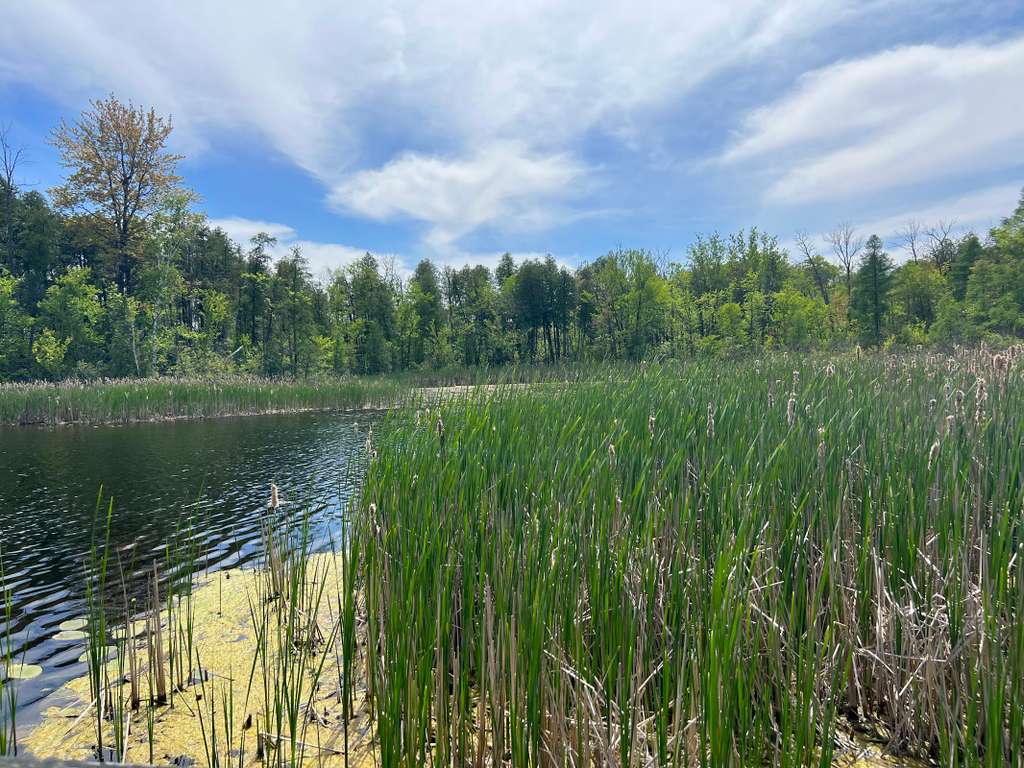 Cedarburg Bog State Natural Area