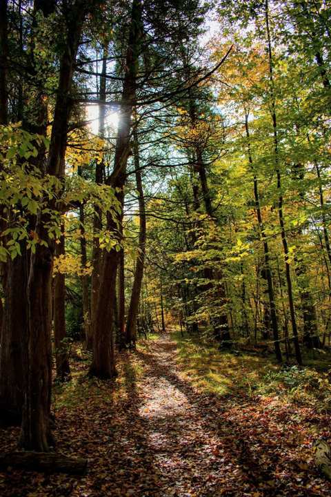 Cedarburg Bog State Natural Area — photo 3