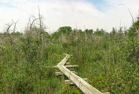 Cedarburg Bog State Natural Area — photo 4