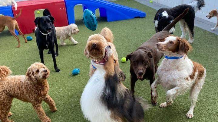 Digs Dog Care — photo 1