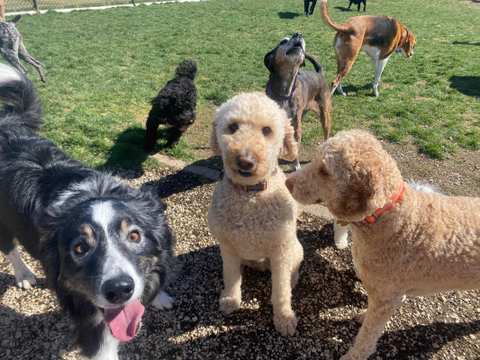 Digs Dog Care — photo 2