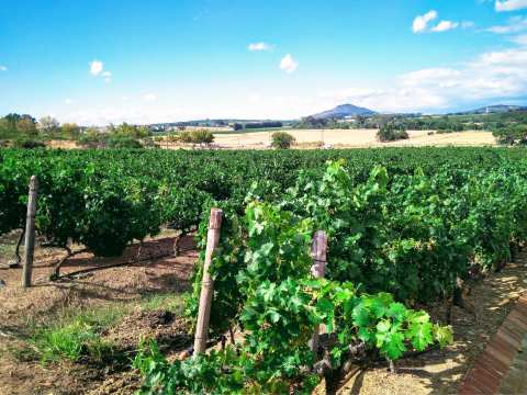 Beyerskloof — photo 2