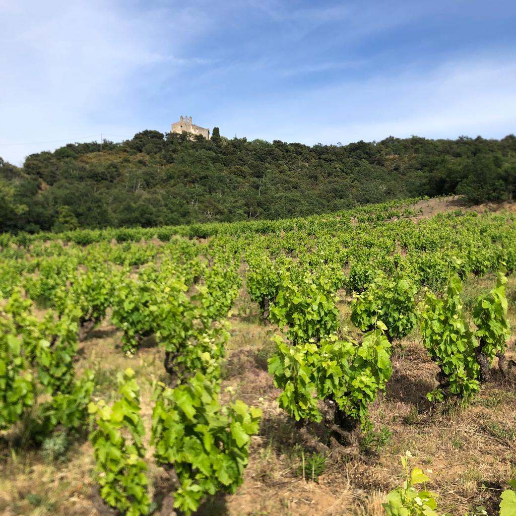 Domaine Domanova — photo 1