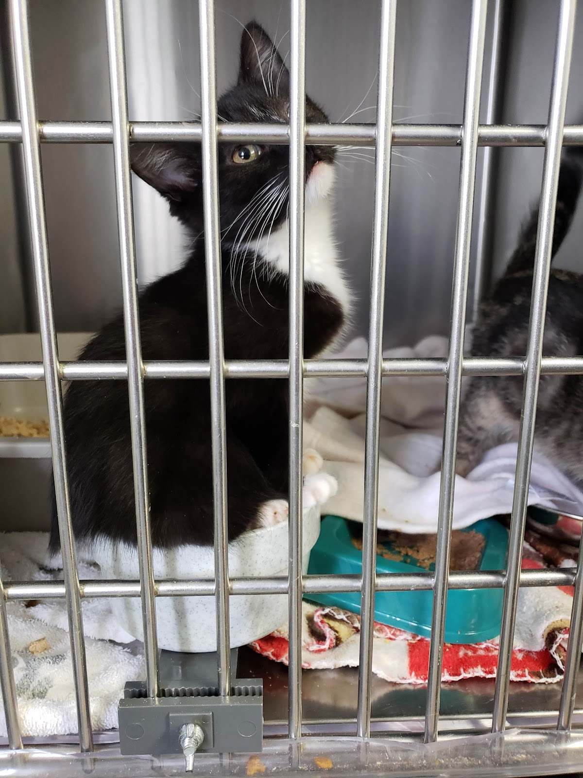 Langlade County Humane Society — photo 2