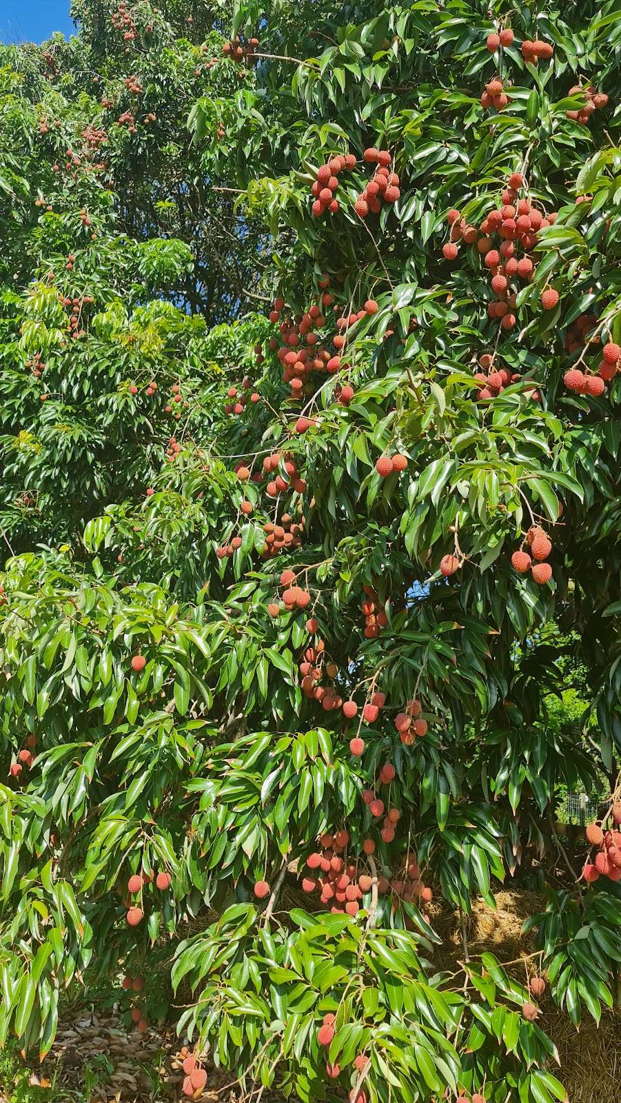 The Litchi Orchard. — photo 5