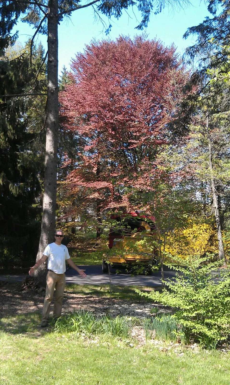 Nichols Tree Services