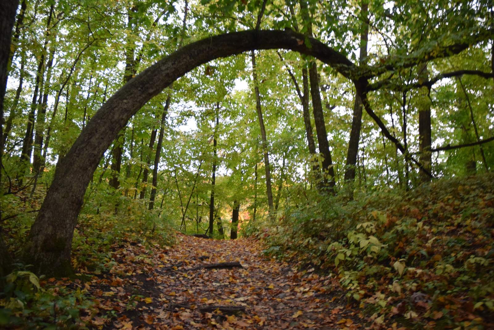 Ridge Run Park East — photo 5