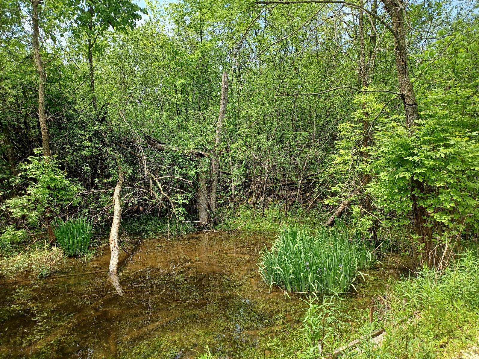 Grasslyn Nature Preserve — photo 4
