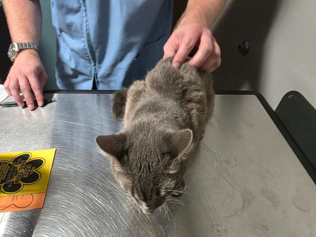 Greenfield Veterinary Clinic