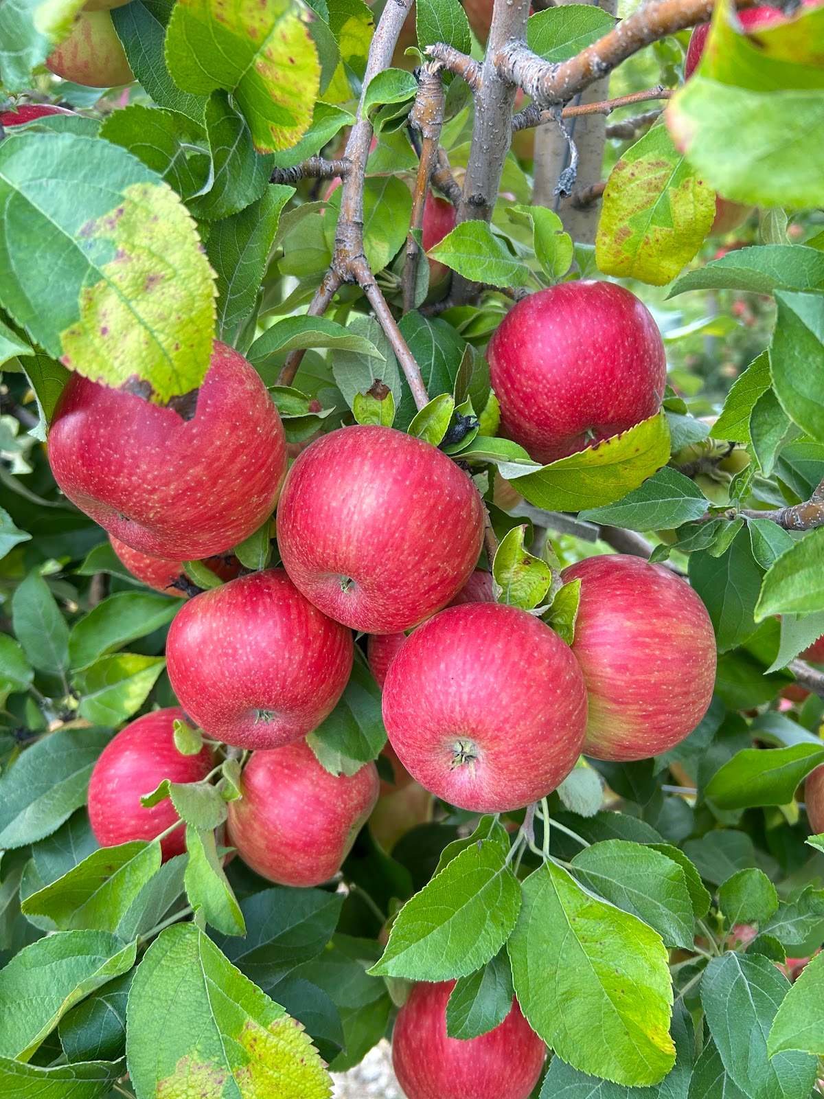 Gierach Orchards — photo 1
