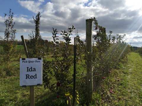 Gierach Orchards — photo 5