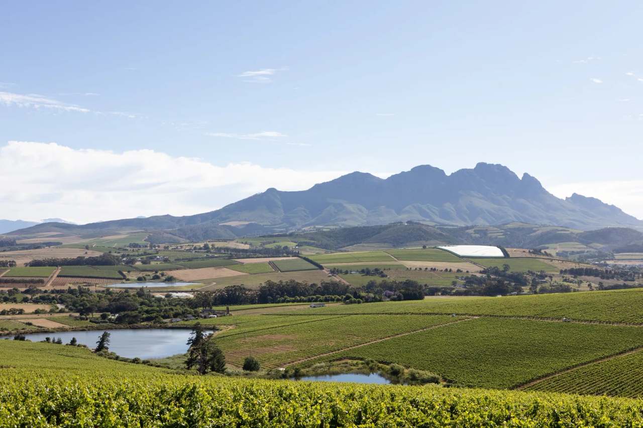 Simonsig Family Vineyards — photo 1