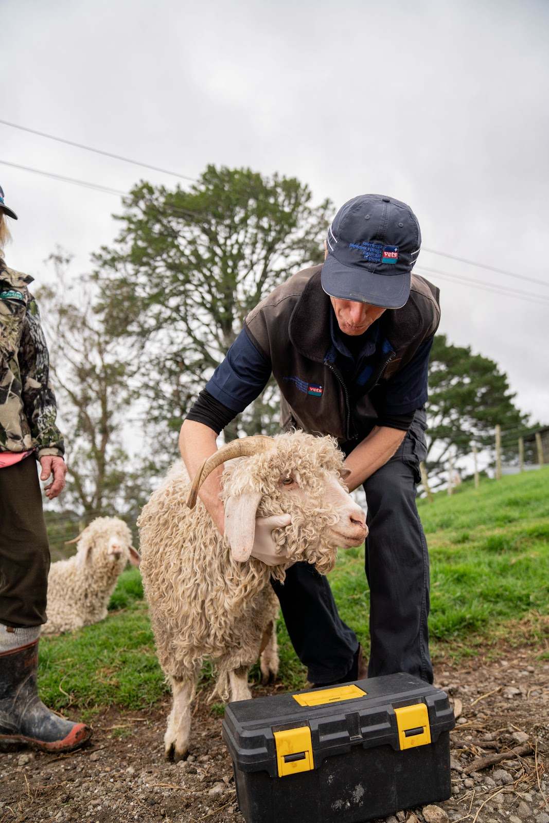 Katikati Vets — photo 1