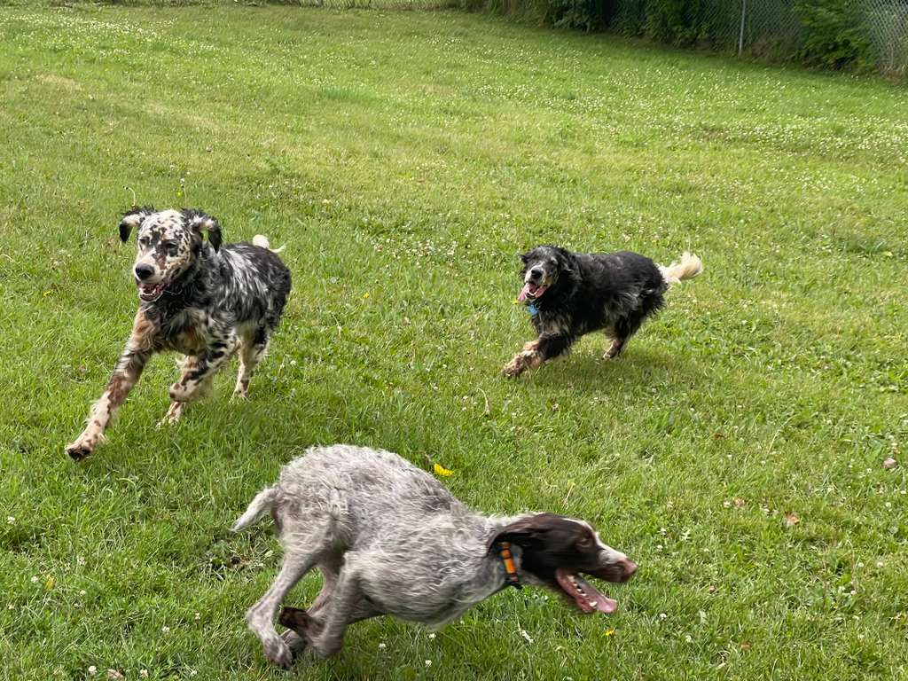 Four Paws Inn