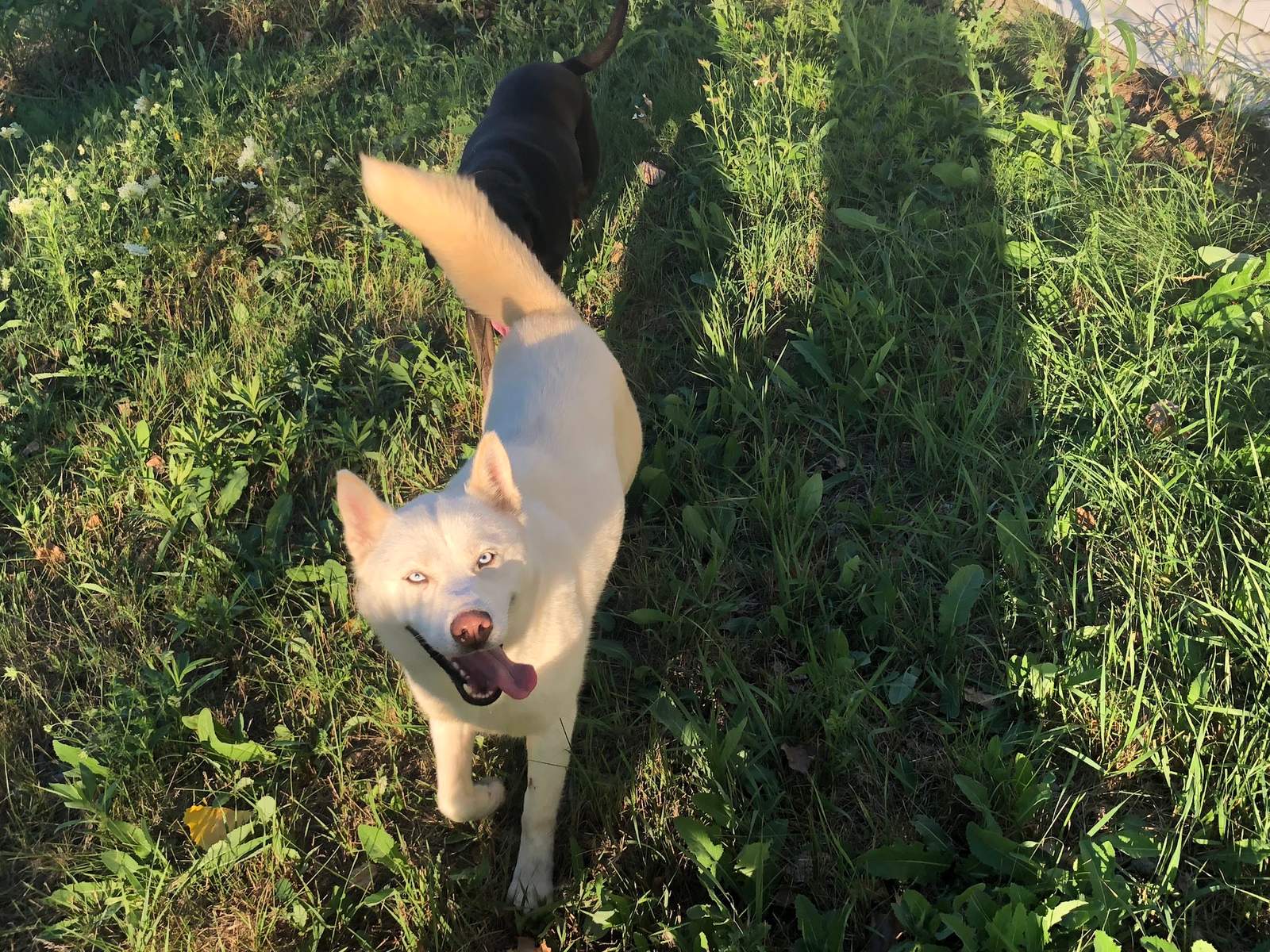 Four Paws Inn — photo 4