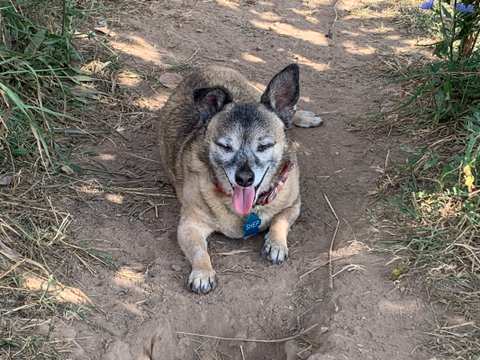 Four Paws Inn — photo 5