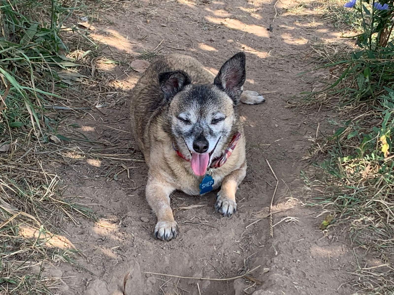 Four Paws Inn — photo 5