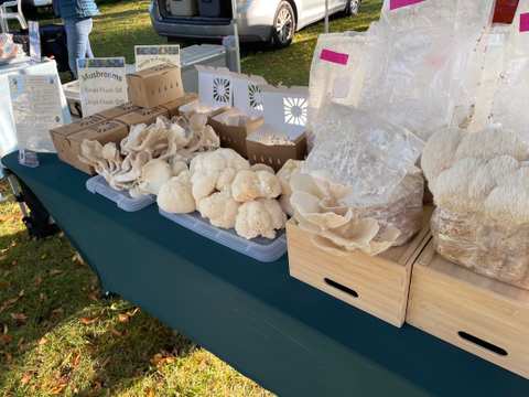 Mushrooms of Oz — photo 3