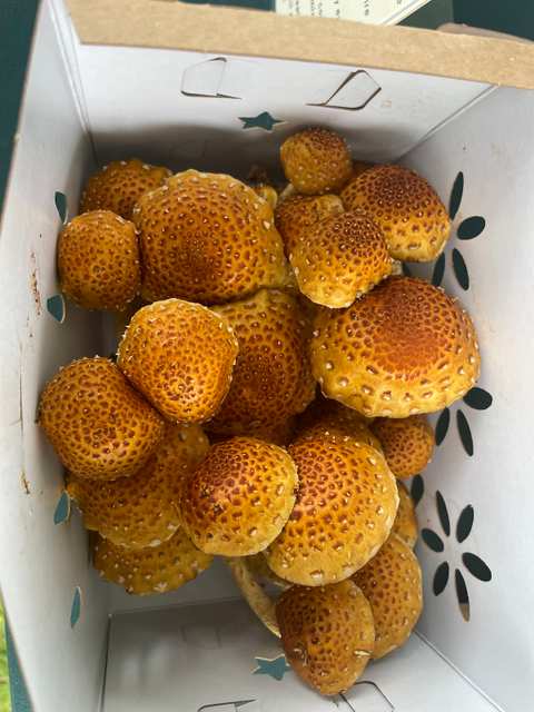 Mushrooms of Oz — photo 5