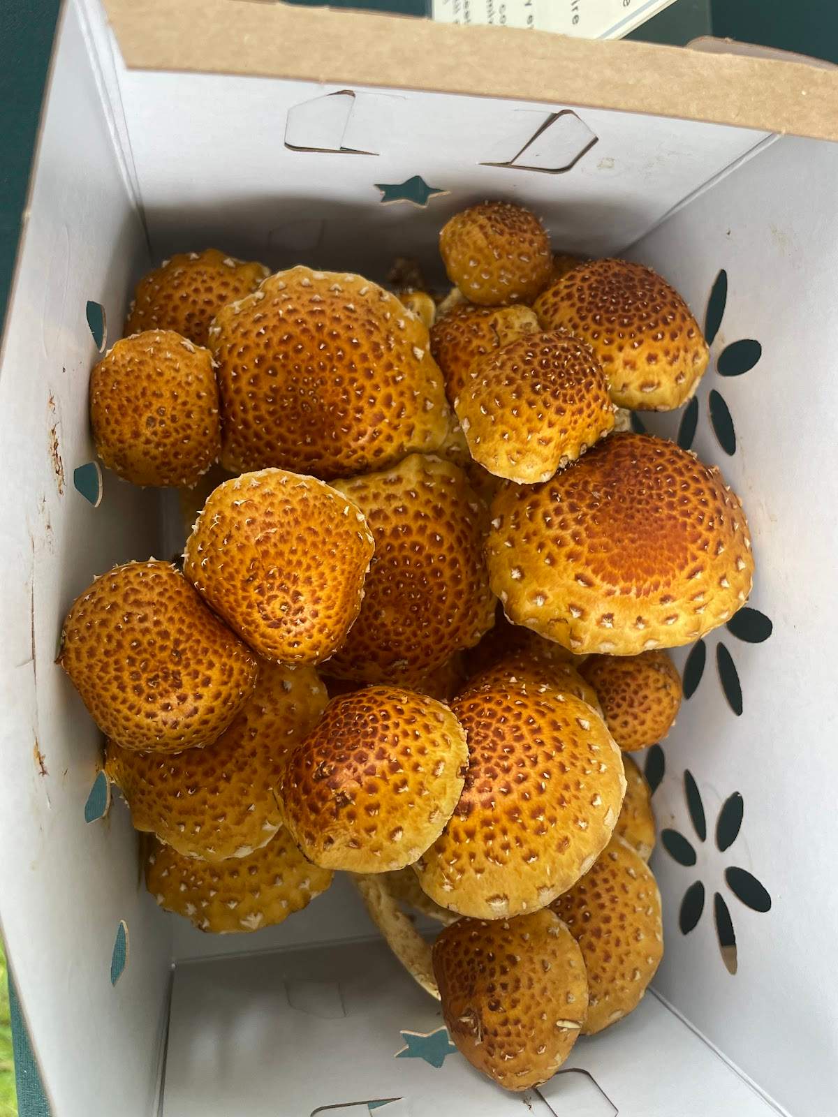 Mushrooms of Oz — photo 5