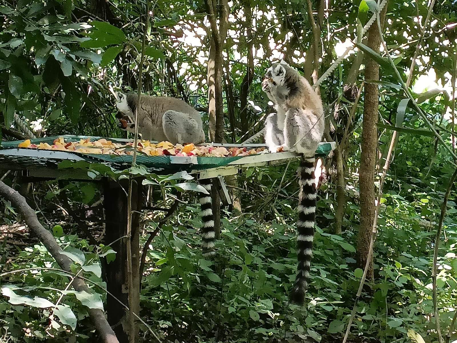 The Hidden Forest Wildlife Sanctuary — photo 4
