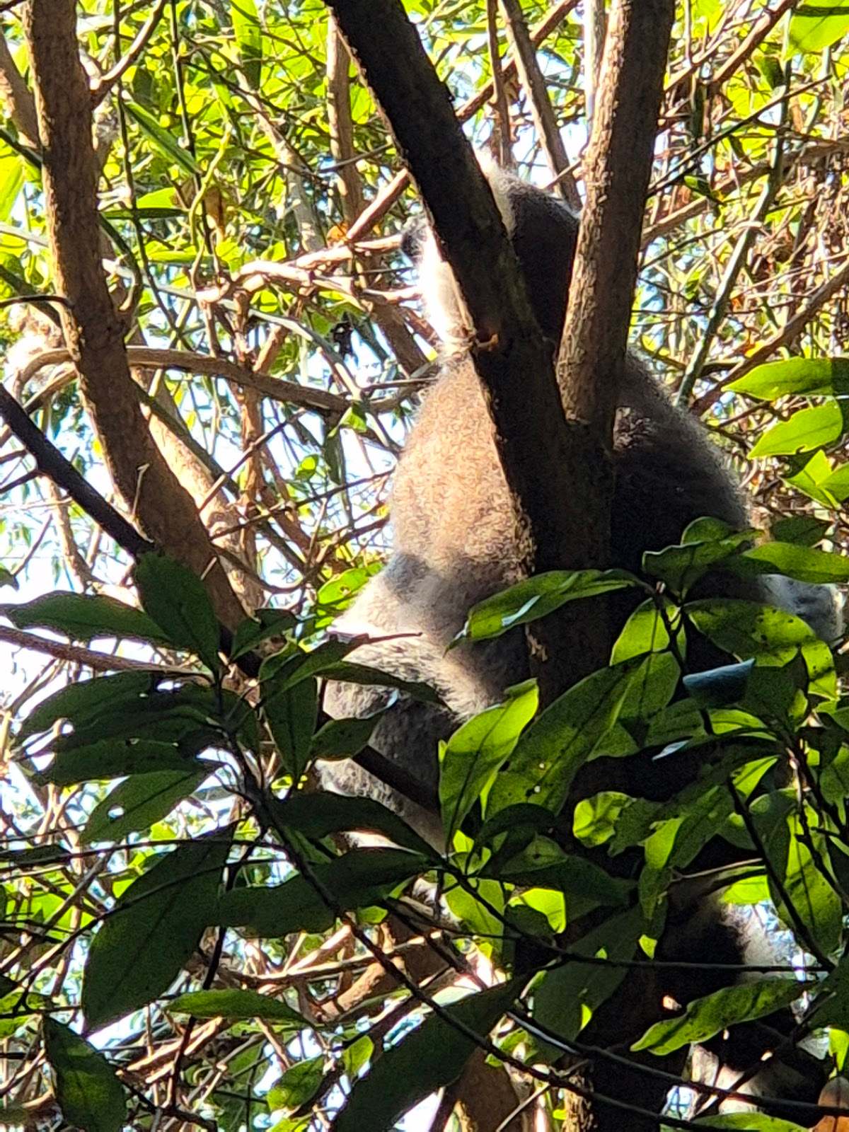 The Hidden Forest Wildlife Sanctuary — photo 5