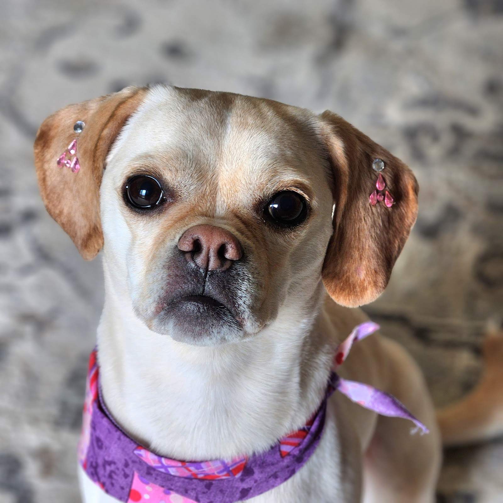 Bonsai Pet Grafton — photo 3