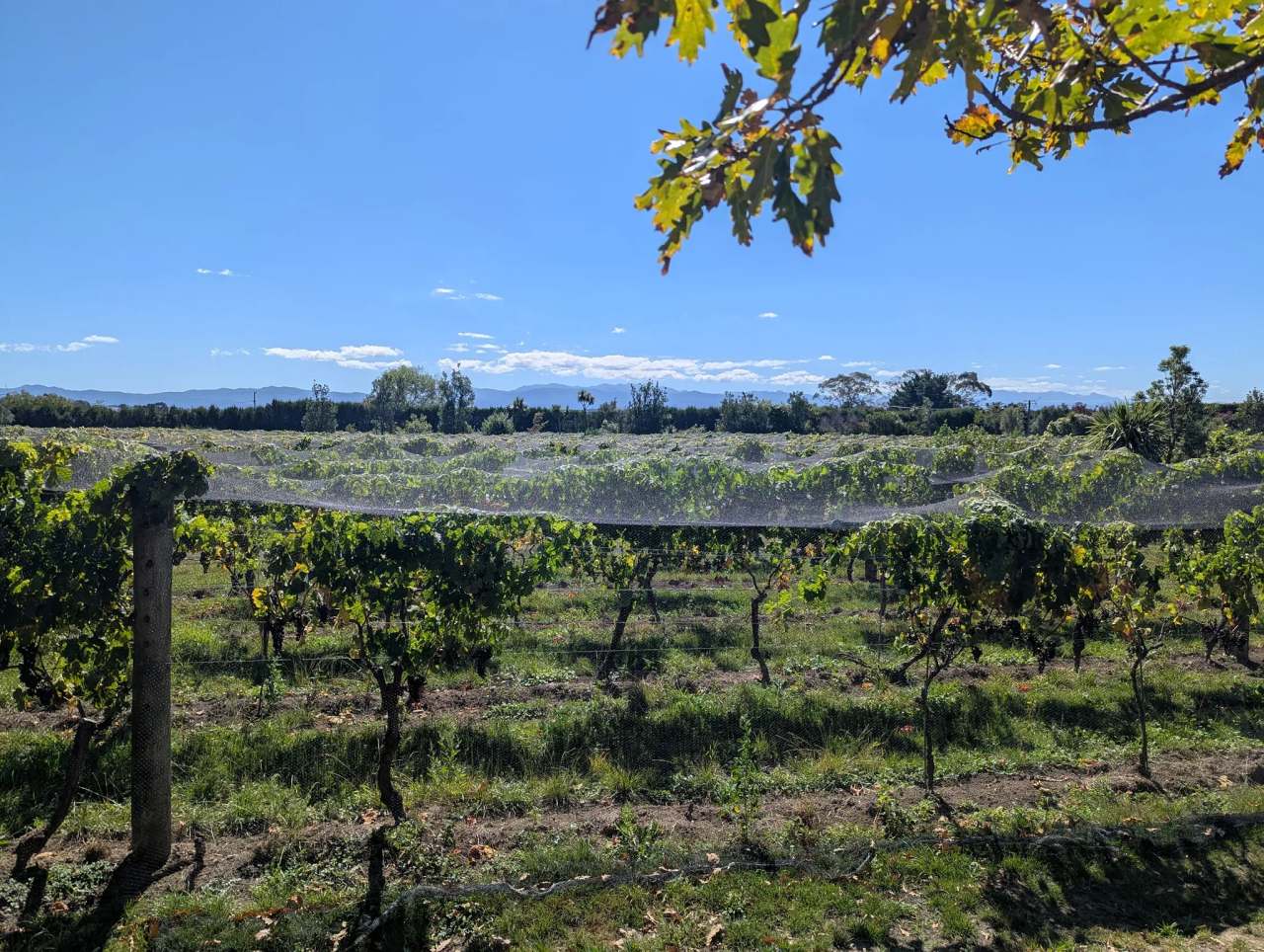 Ata Rangi - Vineyard & Winery — photo 5