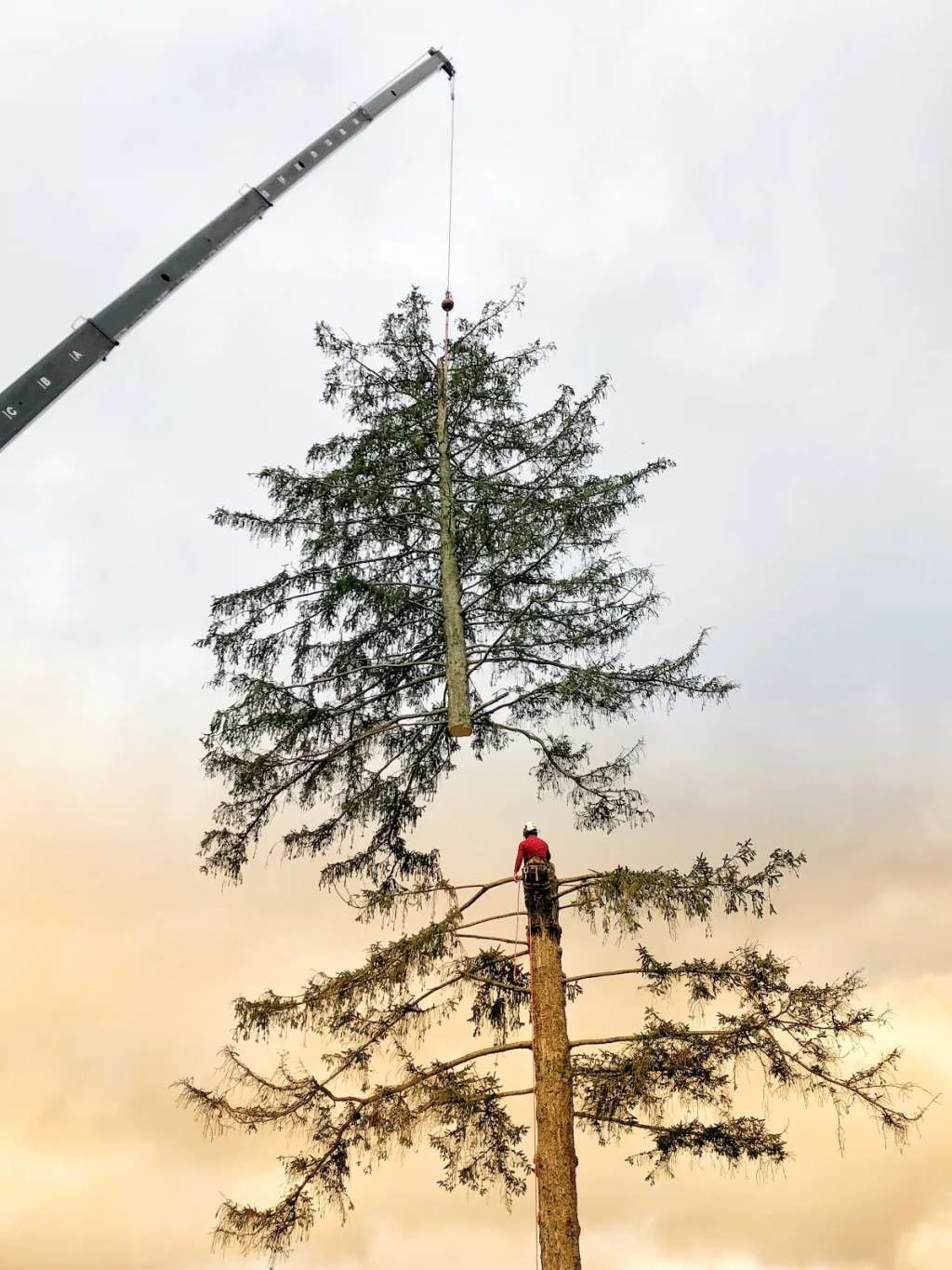 Barts Tree Service