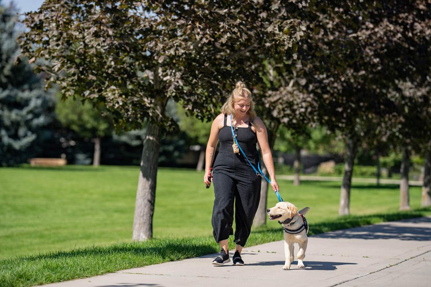 Dog Training Elite Milwaukee — photo 3