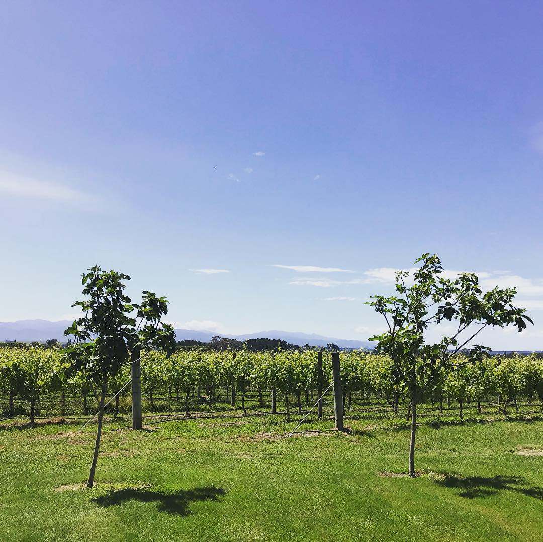 Coney Vineyard and Winery — photo 2