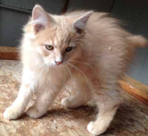 My Critter Companion, LLC — photo 3