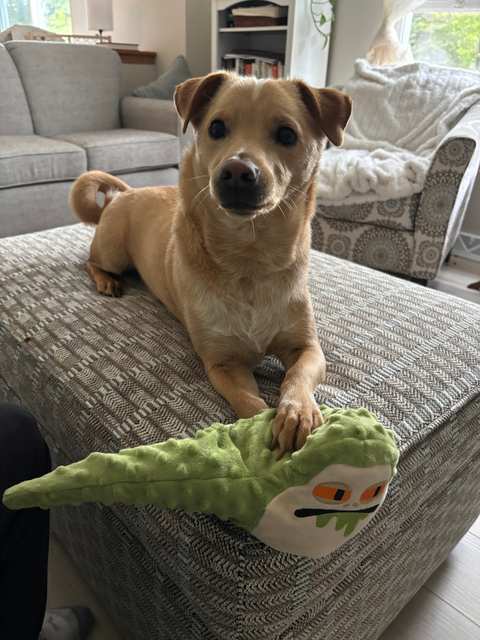 My Critter Companion, LLC — photo 4