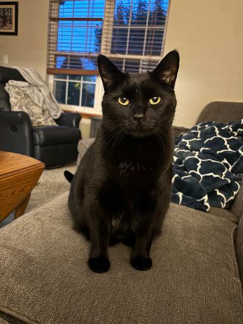 My Critter Companion, LLC — photo 5