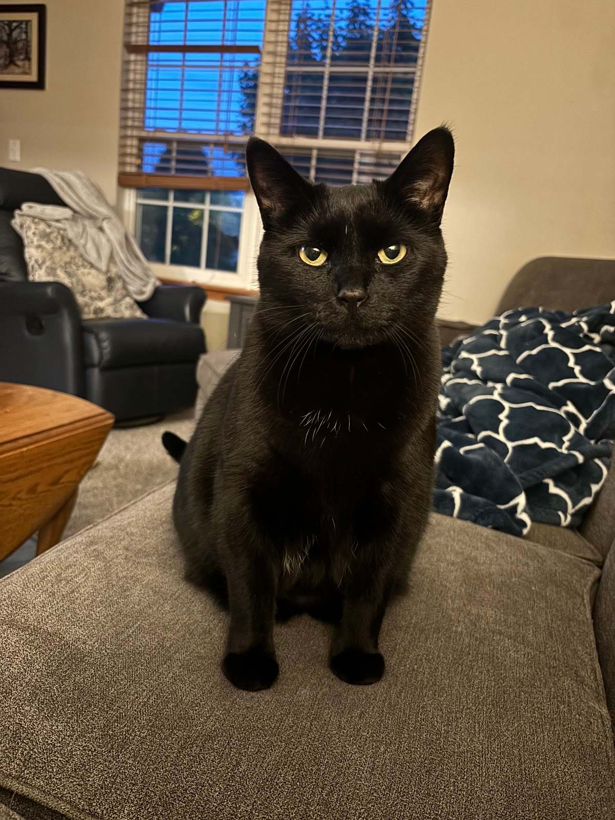 My Critter Companion, LLC — photo 5