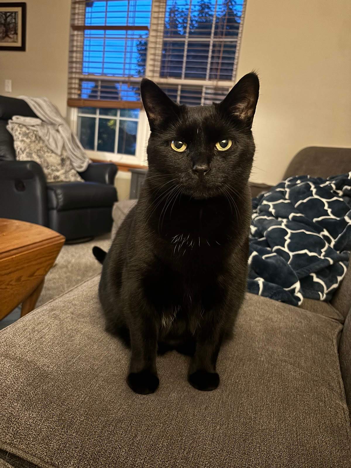 My Critter Companion, LLC — photo 5
