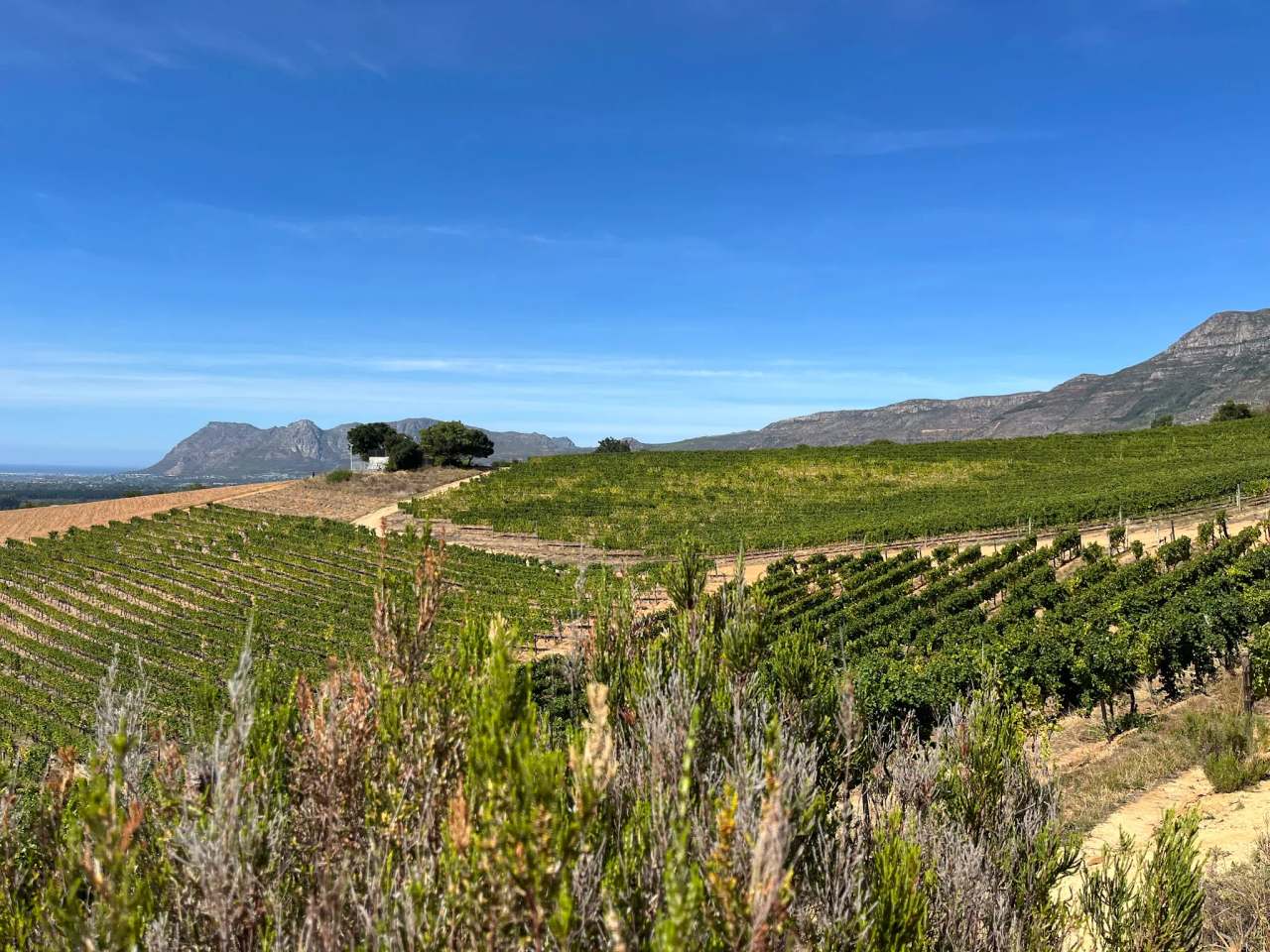 Groot Constantia — photo 2
