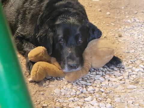 Pleasant Valley Vet Hospital SC — photo 4