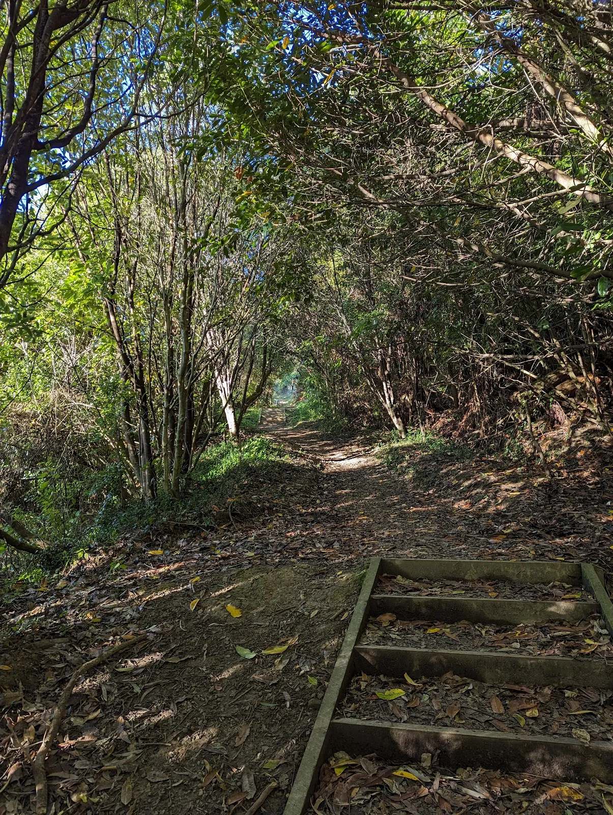 Pukehinau Kiwifoot Reserve — photo 1