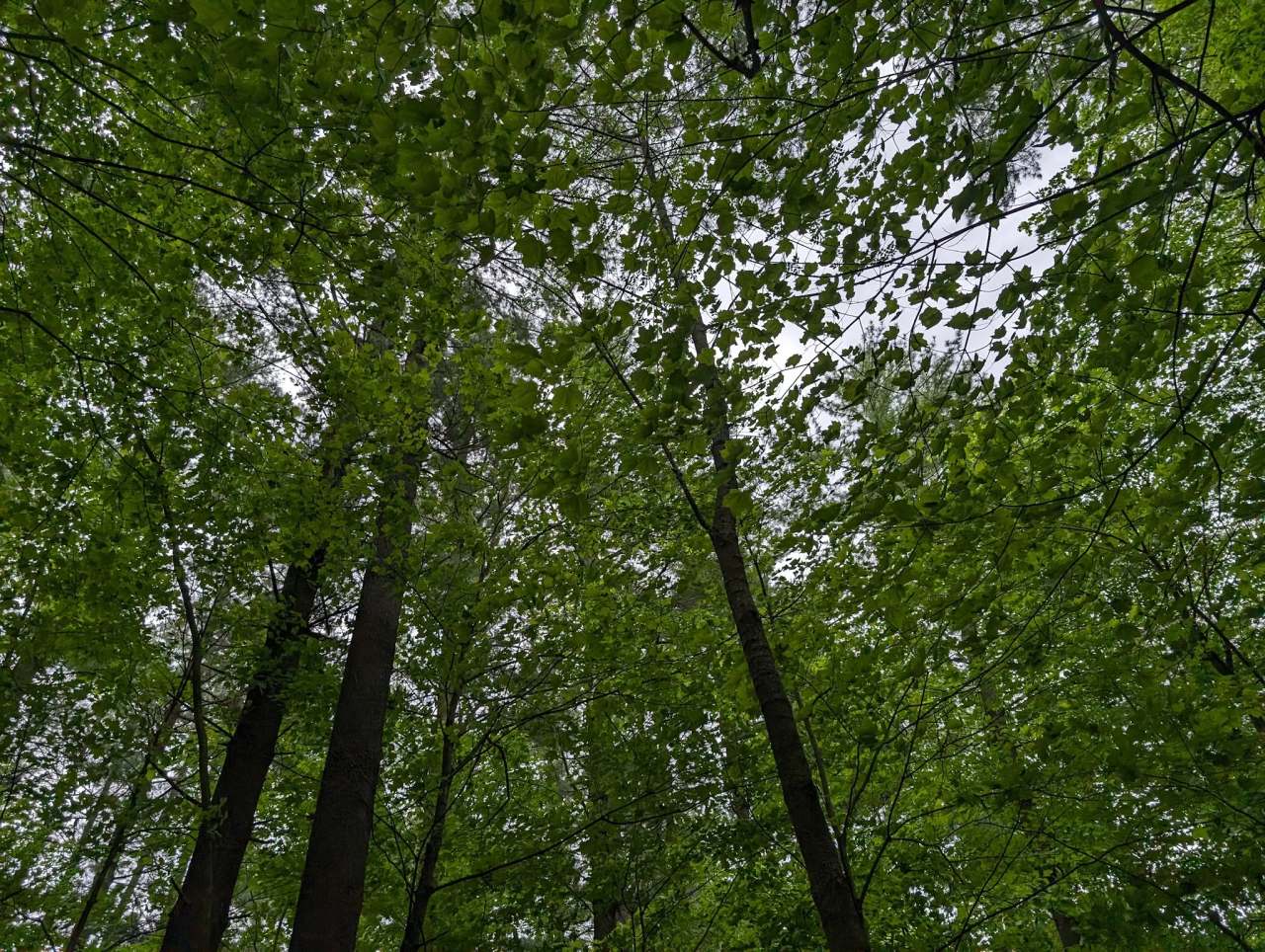 Kettle Hole Woods State Natural Area — photo 2