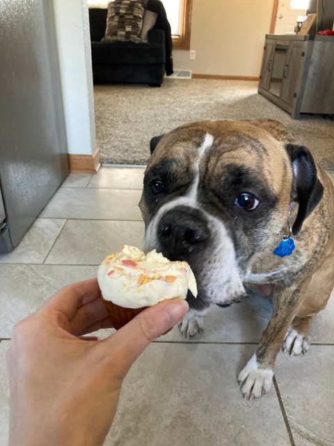 Dog Gone Great LLC — photo 3