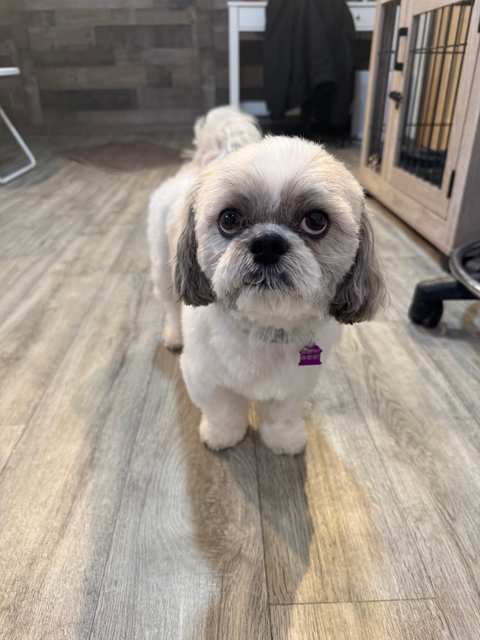 Dog Gone Great LLC — photo 4
