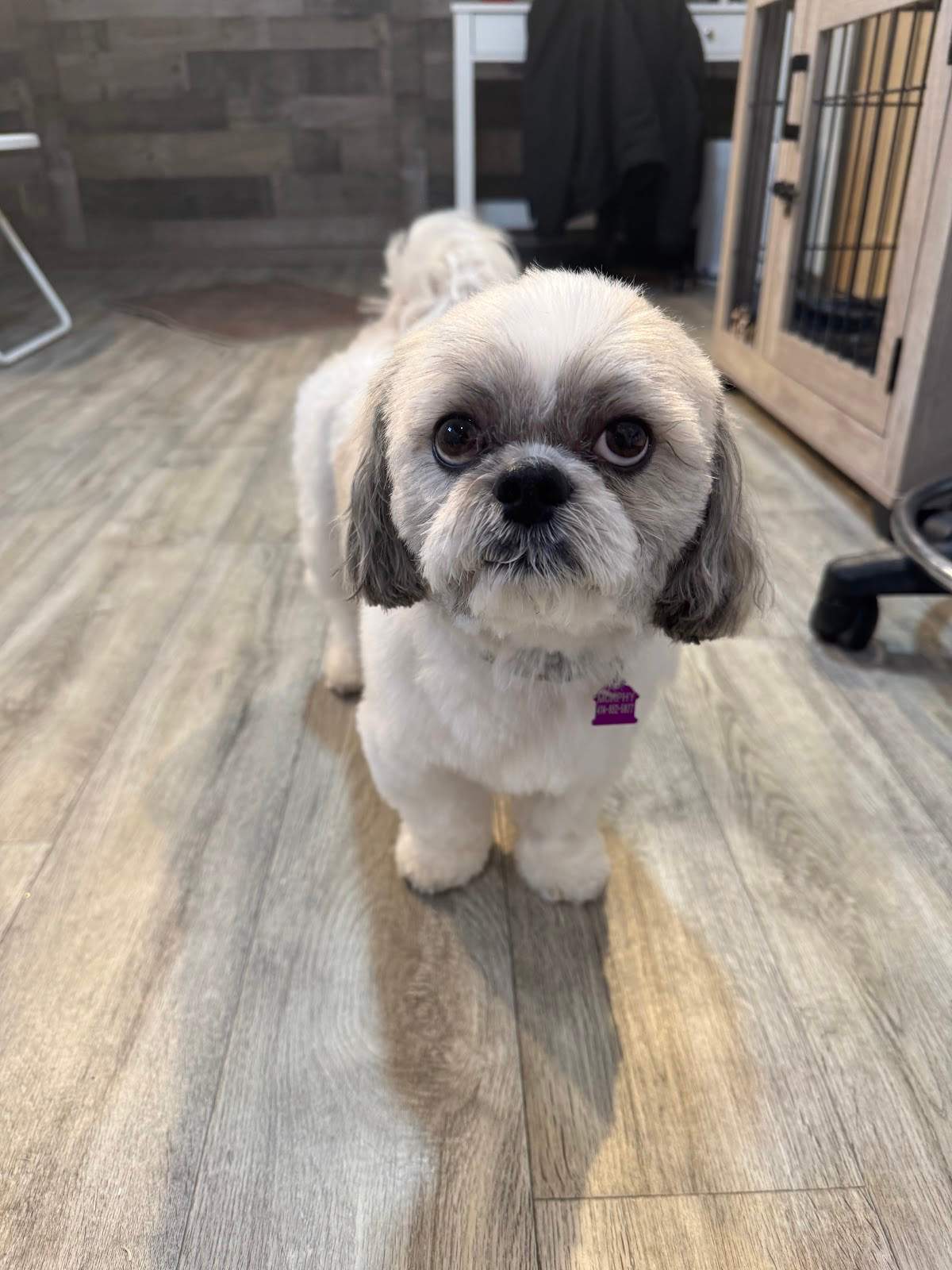 Dog Gone Great LLC — photo 4