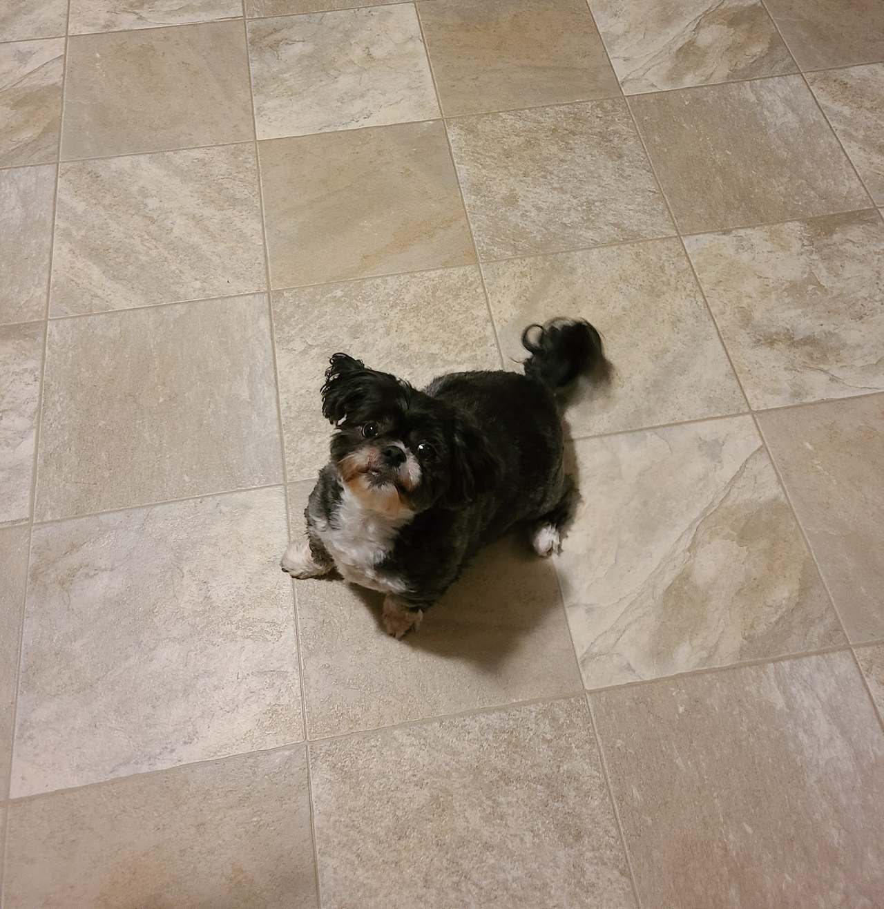 Dog Gone Great LLC — photo 5