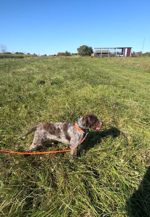 Krystal Creek Kennels — photo 2