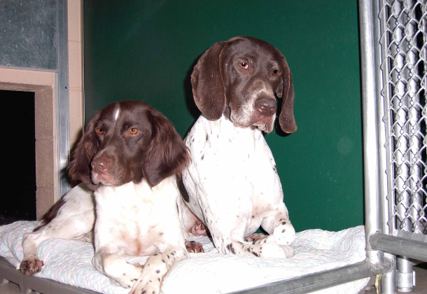 Krystal Creek Kennels — photo 3