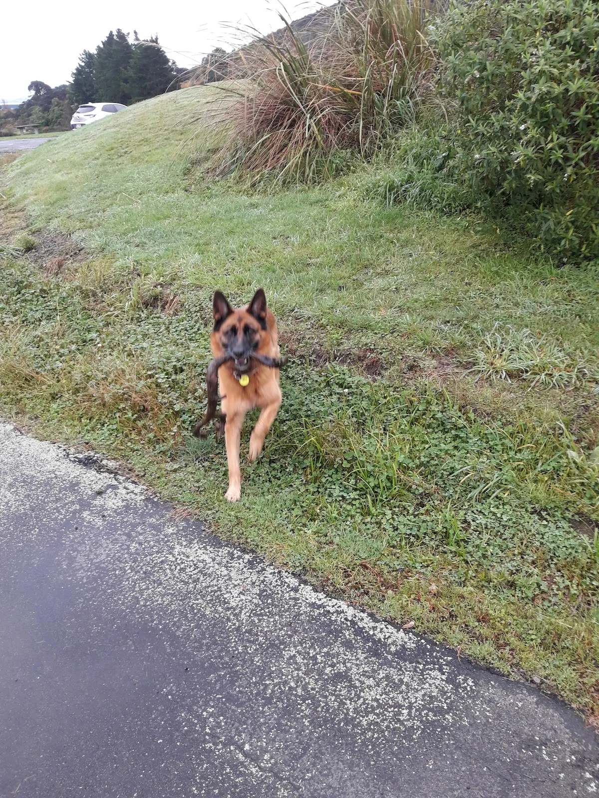 South Wairarapa Veterinary Services — photo 3