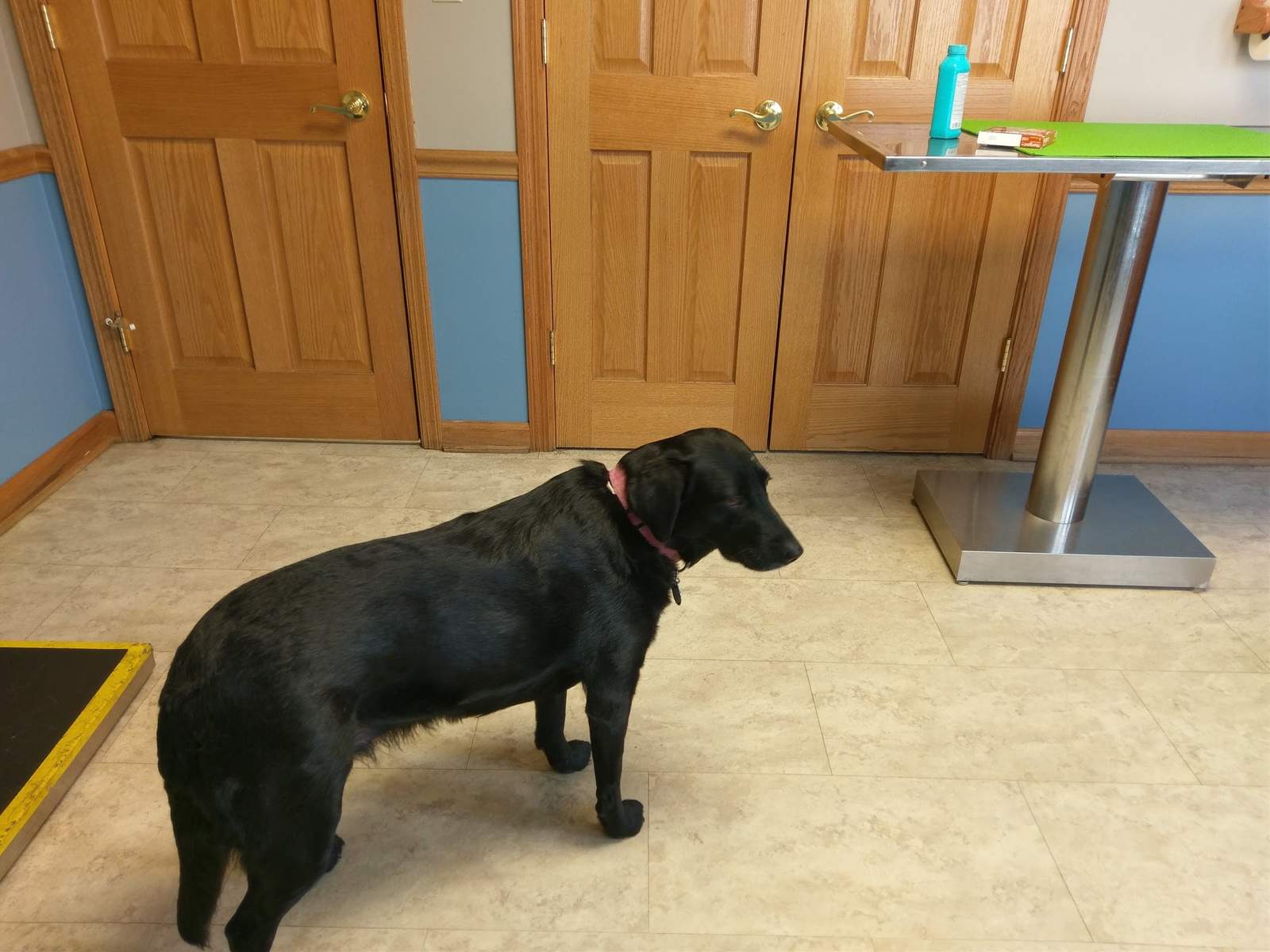 Germantown Animal Hospital — photo 2