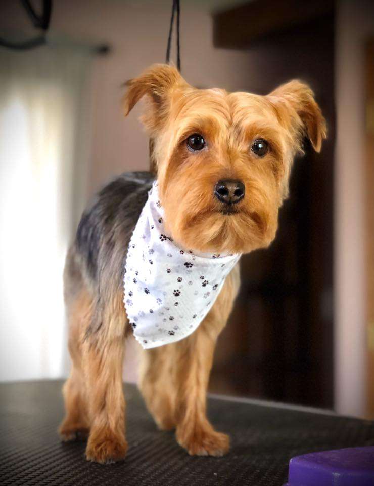 Heart & Soul Pet Clinic/West Bend Animal Hospital