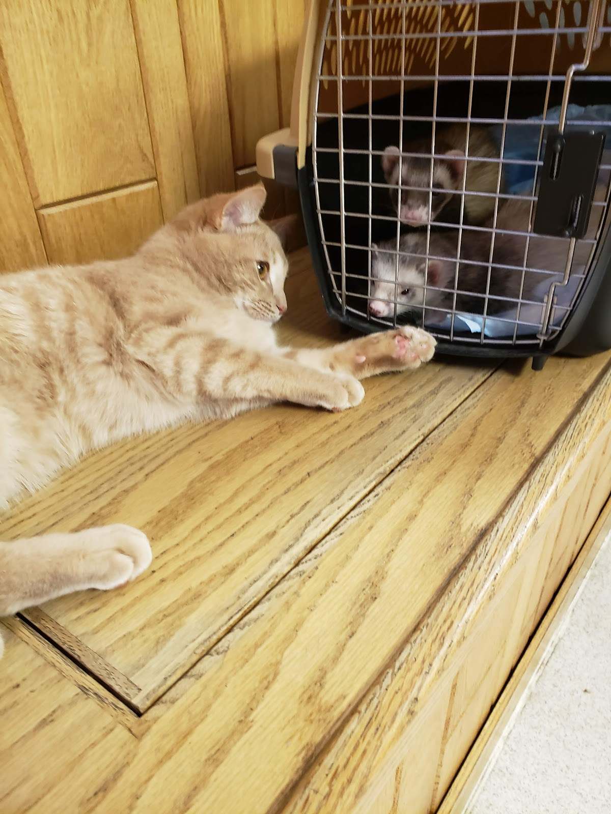 Heart & Soul Pet Clinic/West Bend Animal Hospital — photo 2